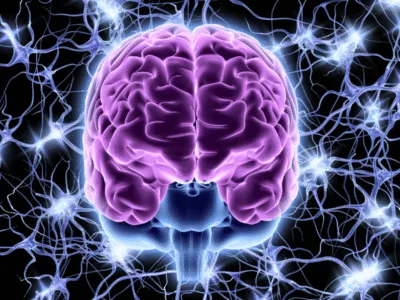Autonomic Nervous System